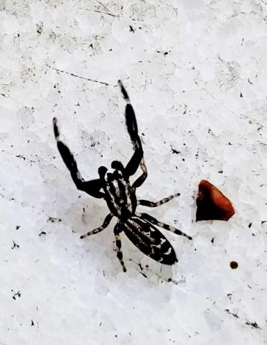 Marpissa nivoyi